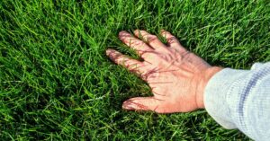 tips-for-maintaining-healthy-lawn